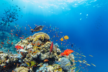 Naklejka na ściany i meble Underwater Tropical Corals Reef with colorful sea fish. Marine life sea world. Tropical colourful underwater panormatic seascape.