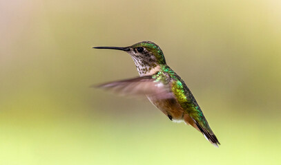 hummingbird