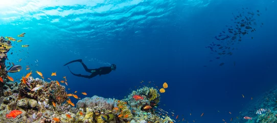 Fototapete Unterwasserwelt Underwater Tropical Corals Reef with colorful sea fish and freediver. Marine life sea world. Tropical colourful underwater panormatic seascape.  © Lukas Gojda