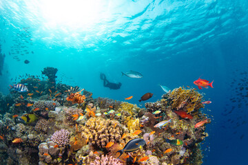 Underwater Tropical Corals Reef with colorful sea fish and freediver. Marine life sea world. Tropical colourful underwater panormatic seascape.
