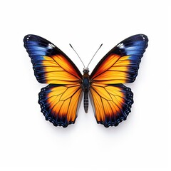Obraz premium Butterfly