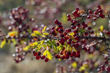 A branch full of small red berries of autumn