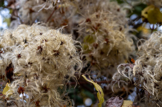 Detail of a wild Clematis plant (Clematis vitalba) on an autumn morning