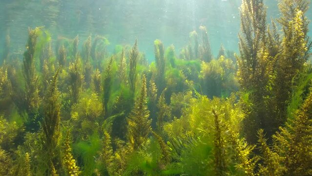 Green and brown algae underwater in the Atlantic ocean, natural scene, Spain, Galicia, Rias Baixas