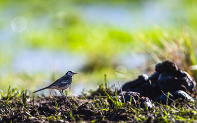 White Wagtail, Motacilla alba bird in environment