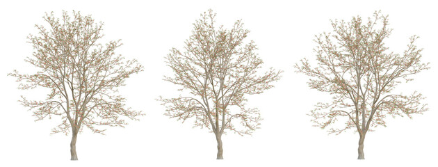 3d spring tree bombax ceiba on transparent background