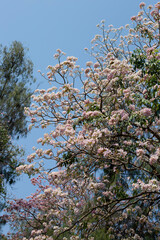 Trumpet Tree, Pink Poui, New World Trumpet, Rosy Trumpet