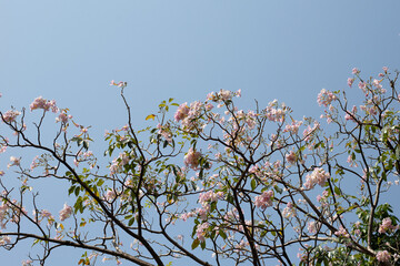 Trumpet Tree, Pink Poui, New World Trumpet, Rosy Trumpet