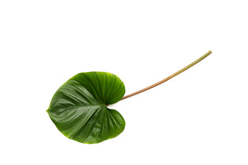 Homalomena rubescens (Roxb.) Kunth plant. Green leaf
