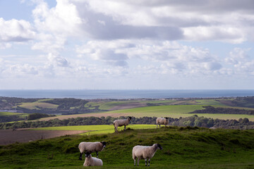 Sheep in a field on the South Downs in autumn, East Sussex, England, and a view of the English...