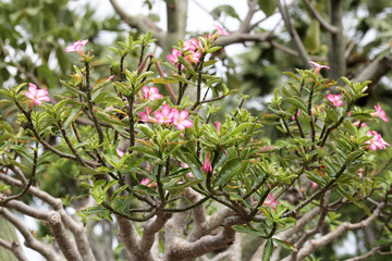 Adenium obesum tree with pink flowers. Green leaves