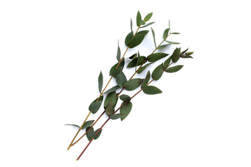 Green leaves of eucalyptus on white