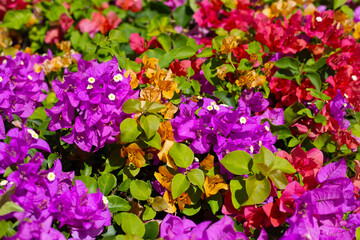 Beautiful bougainvillea flowers with green leaves