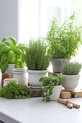 green herbs in pots, indoor herbal garden