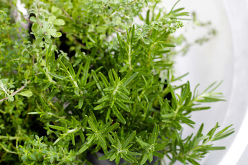 Fresh herbs in the garden