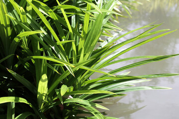 Obraz premium Pandan plant leaves in the garden