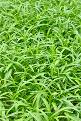 Water spinach or water convolvulus in vegetable patch