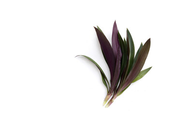 Boat lily, Moses-In-The-Boat , Rheo, Oyster plant.