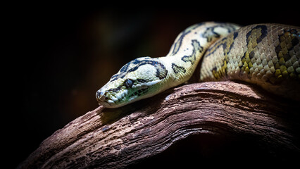 Python-detail