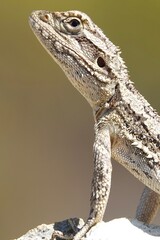 bearded dragon lizard