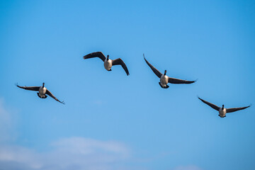 Canada Goose, Branta canadensis birds in flight over Marshes