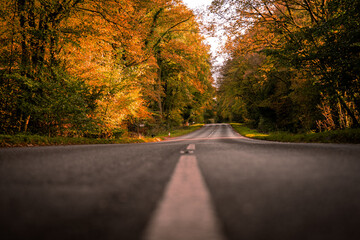 autumn trees over long road in the cotswolds