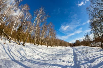 Photo sur Plexiglas Bouleau Winter landscape with a view of a birch grove and a snow-covered field, fisheye effect