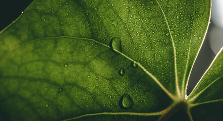 Dew on an anthurium leaf