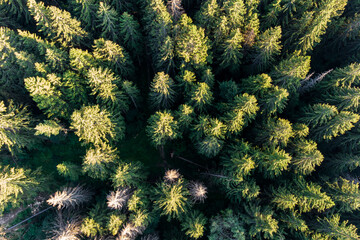 Flight over the tops of fir trees in a coniferous forest