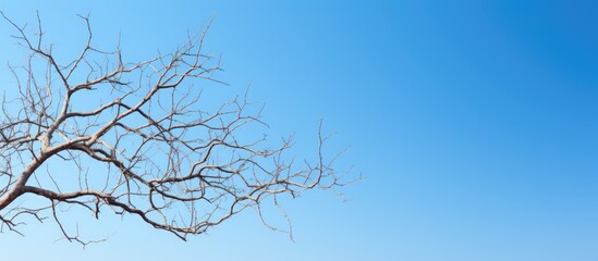 Tree branches that are without moisture against a sky of a blue hue