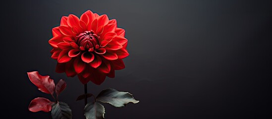 Flower of a crimson hue