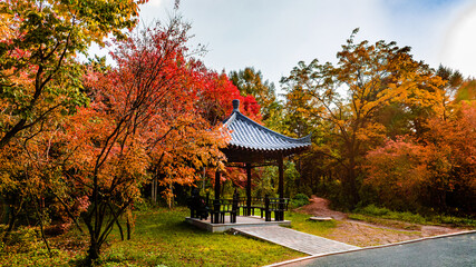 Autumn scenery of red leaves in Nanhu Park, Changchun, China