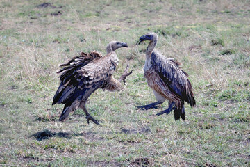 Obraz premium Two Vultures Fighting