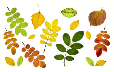 collection of autumn leaves