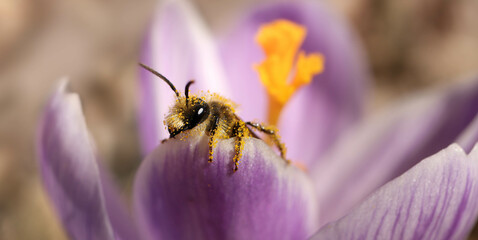 Small bee loaded with pollen