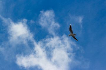 Black-headed gull flying against a background of blue sky with clouds, Chroicocephalus ridibundus