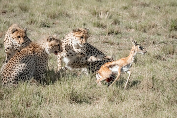 Three Cheetah Hunting a Meal