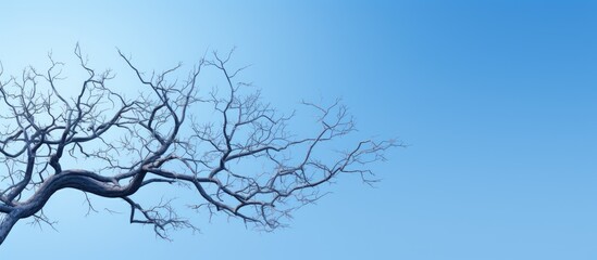 Delicate branches of the tree form an intricate canopy against the vibrant blue backdrop of the sky
