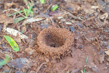 Small anthill on the dirt and grass floor