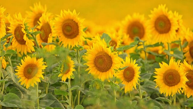 Beautiful field of blooming sunflowers against sunset golden light.
