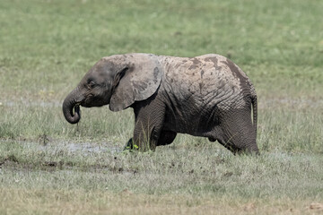 Baby Elephant With Mama in Wild