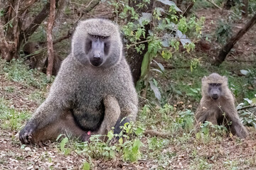 Wild Baboon in Kenya