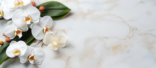 Marble backdrop showcasing a pristine orchid blossom