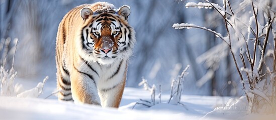 An Amur tiger that is fully grown during the winter season residing in the chilly frost amidst the snowy landscape within the woods - obrazy, fototapety, plakaty