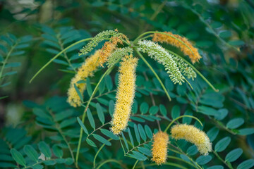 Brazilwood tree treetops of the species Caesalpinia echinata. Flowers