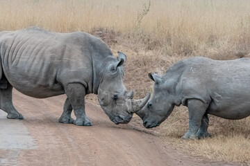 Fototapeta premium Rhinoceros in the Wild