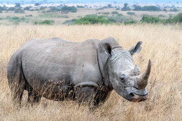 Obraz premium Rhinoceros in the Wild