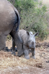 Fototapeta premium Mom and Baby Rhinoceros