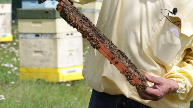 Pszczelarz dogląda pszcz&oacute;ł na ramce w swojej pasiece
