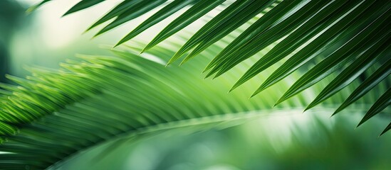 Selective focus on the background captures a close up of vibrant palm leaves in various shades of green